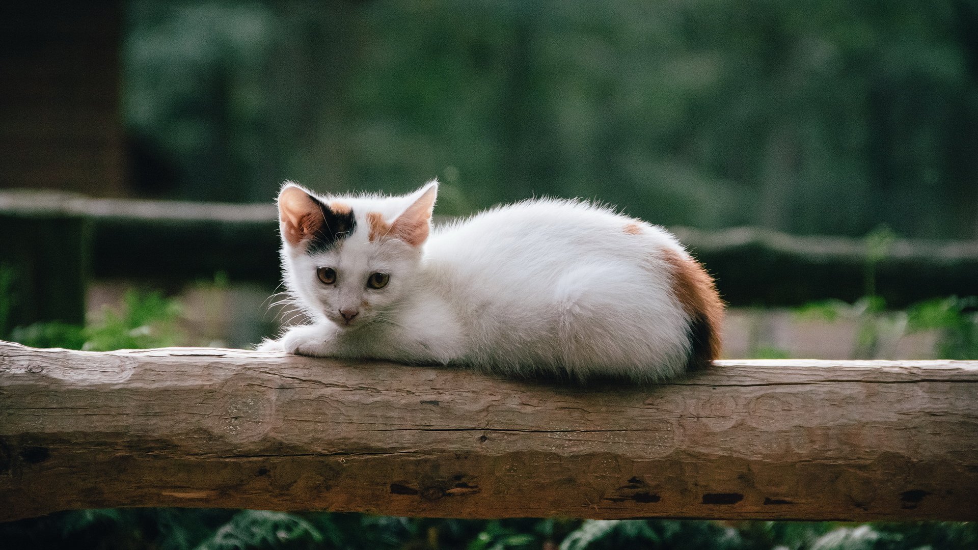 萌宠,喵星人,儿童桌面专用