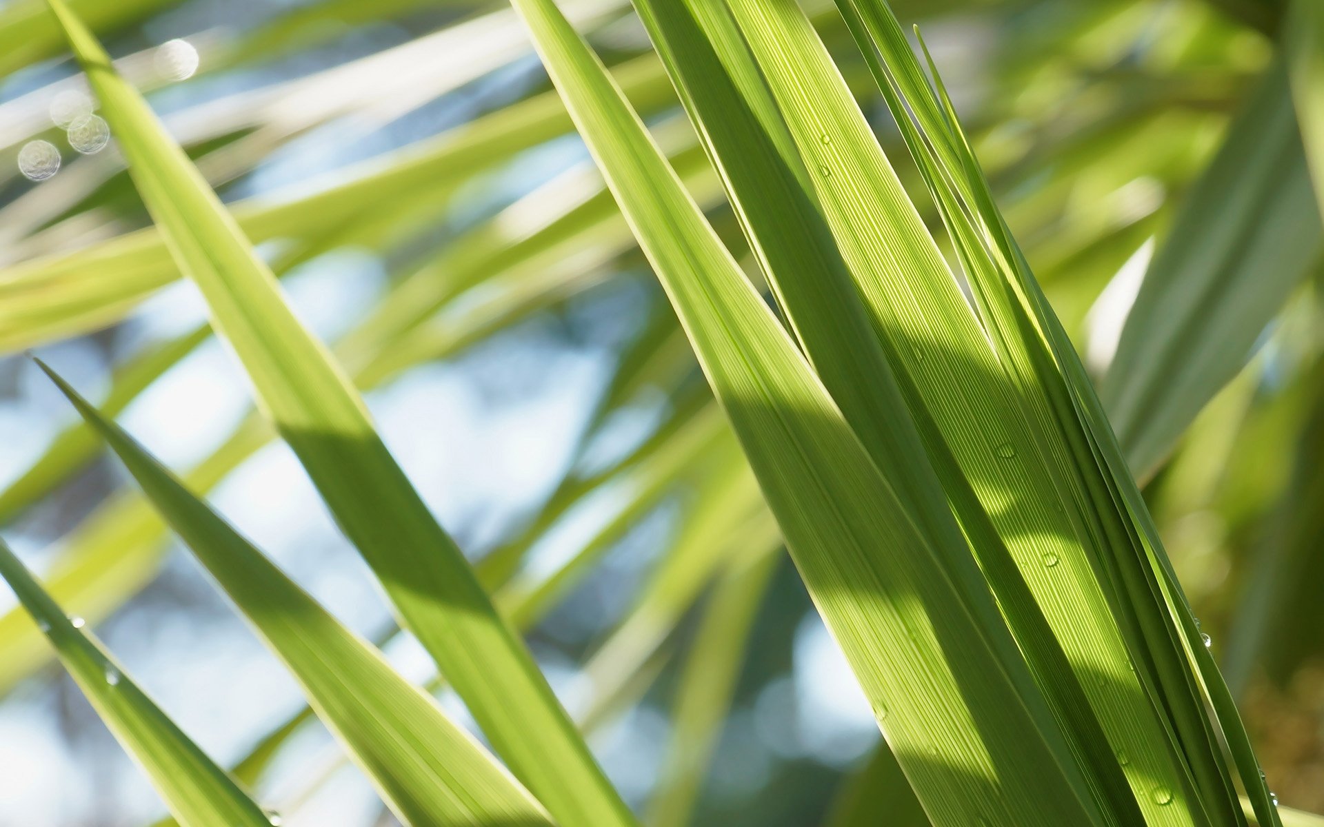 小清新,护眼壁纸,儿童桌面专用