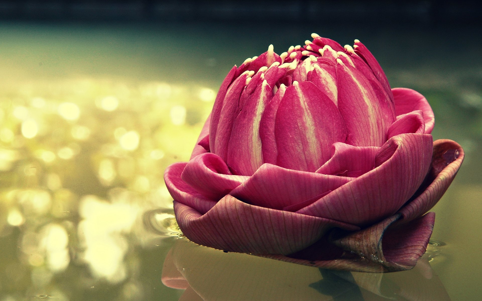 小清新,静物写真,儿童桌面专用