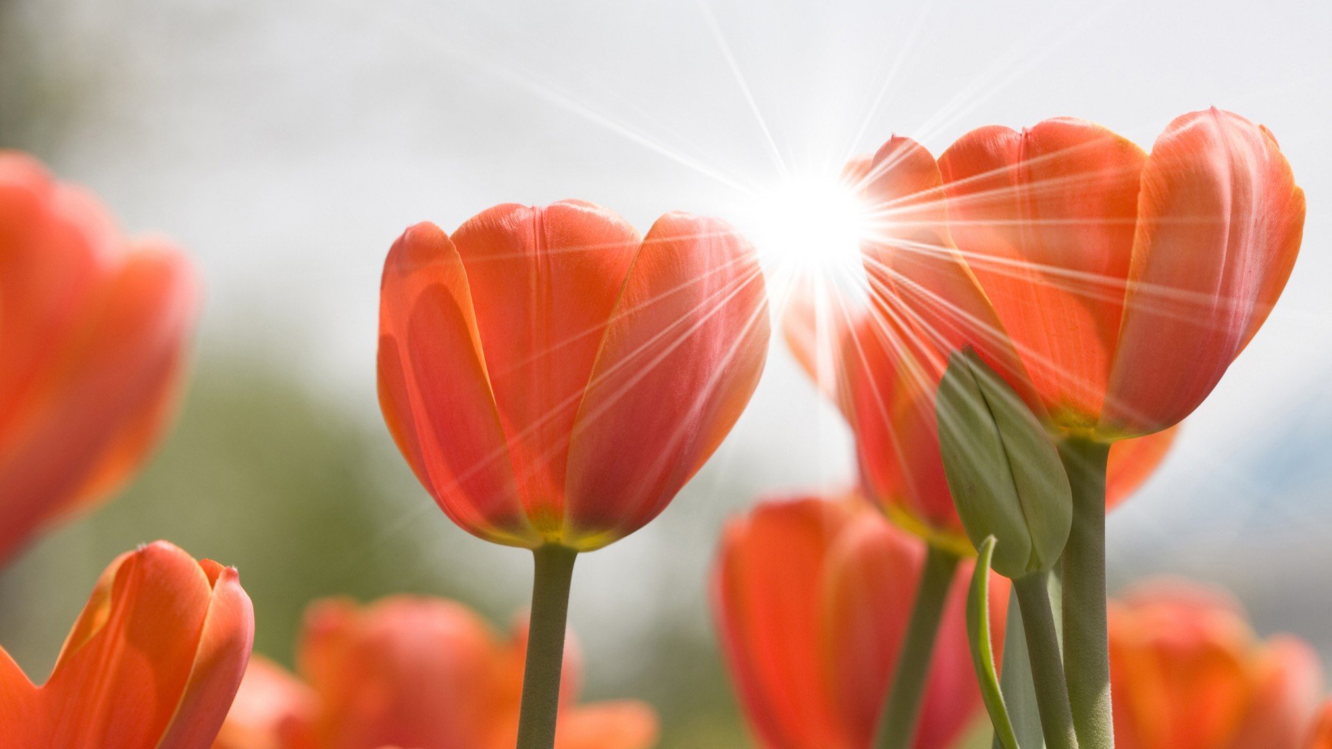 小清新,清新淡雅,儿童桌面专用