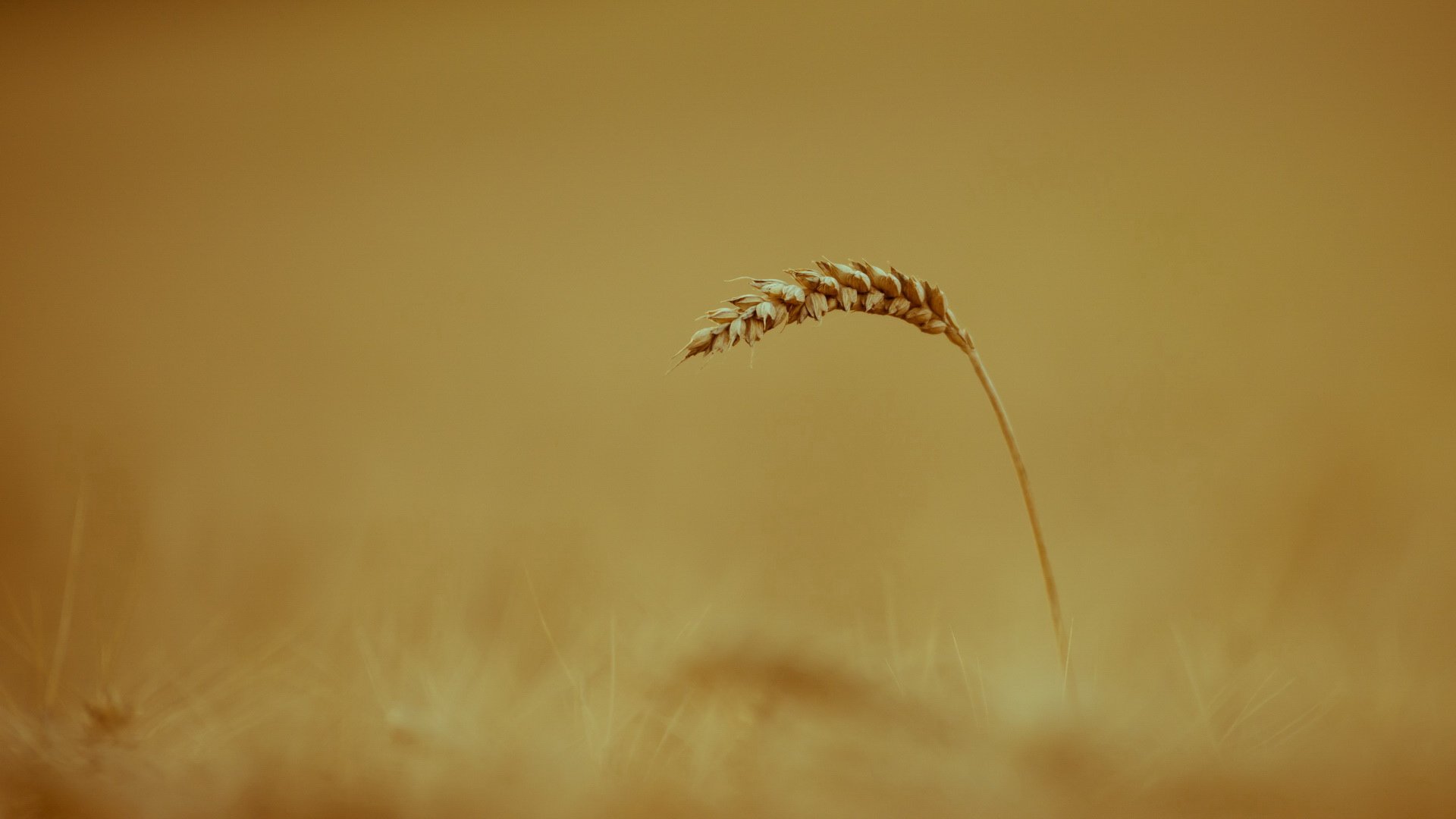 小清新,温馨一刻,儿童桌面专用