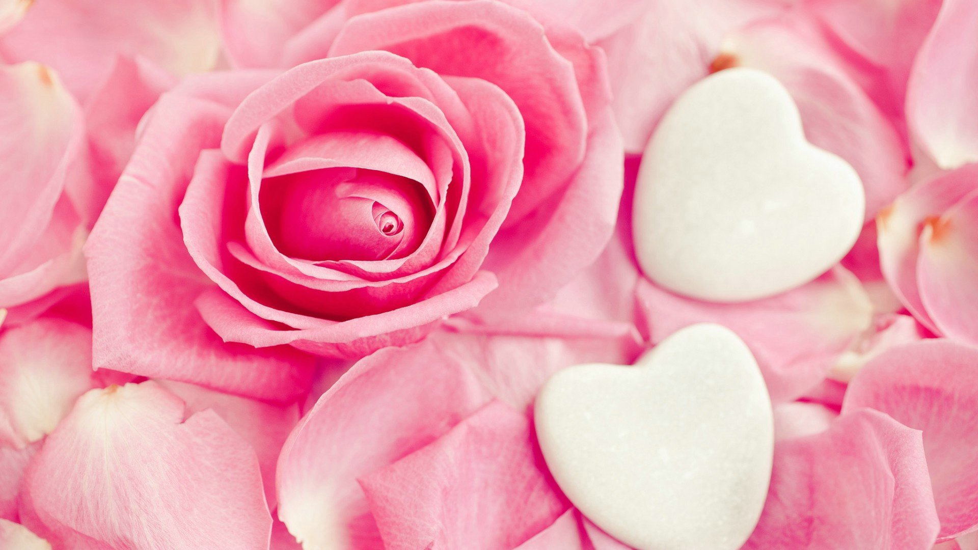 爱情美图,唯美温馨,玫瑰