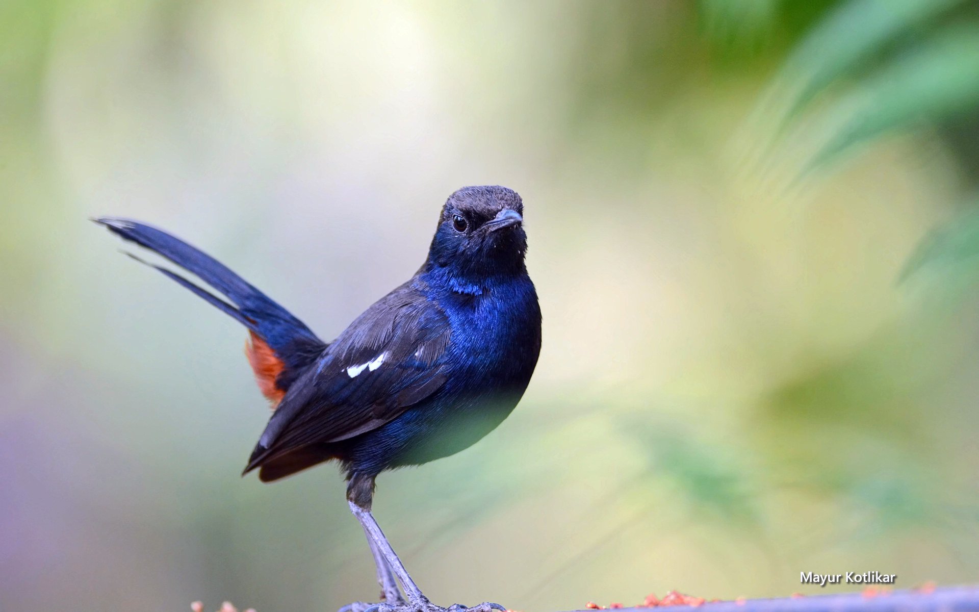 萌宠,鸟,儿童桌面专用