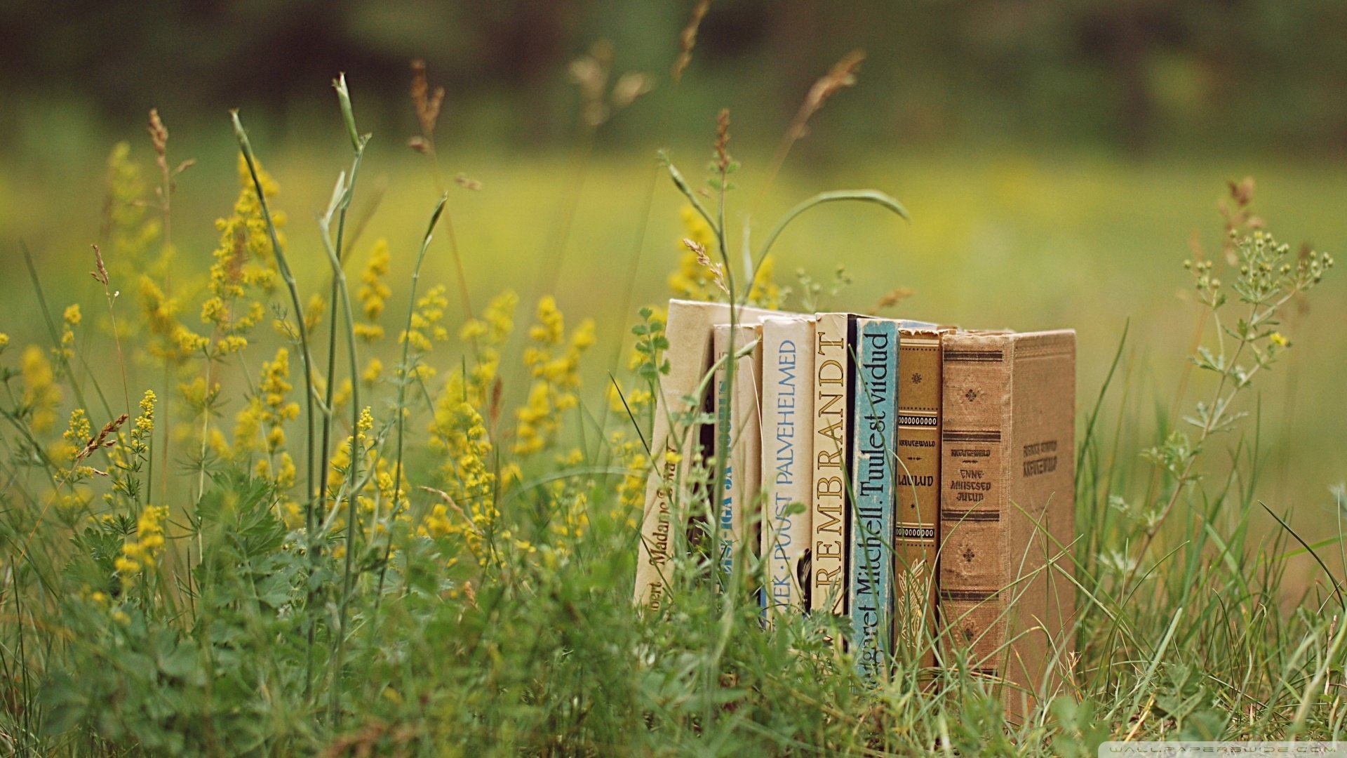 小清新,静物写真,儿童桌面专用