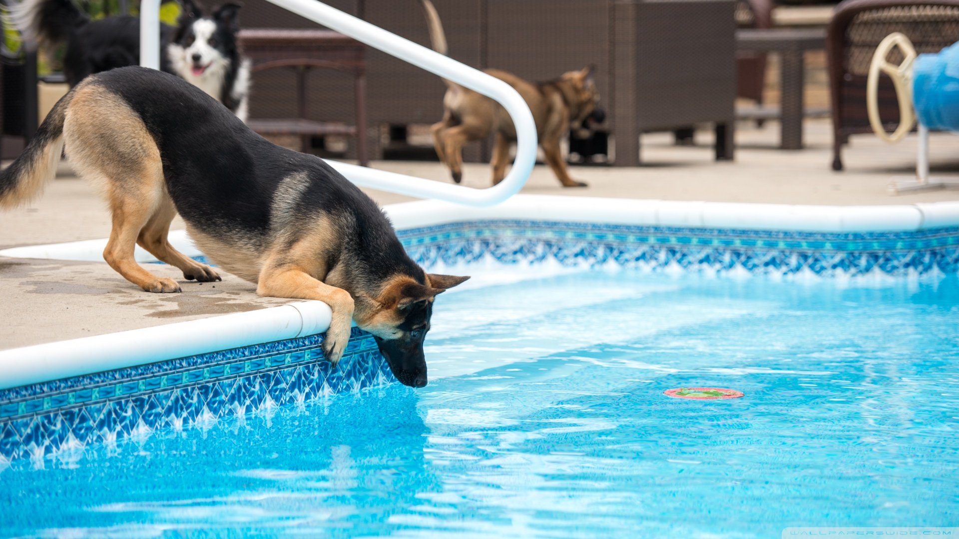 萌宠,汪星人,儿童桌面专用