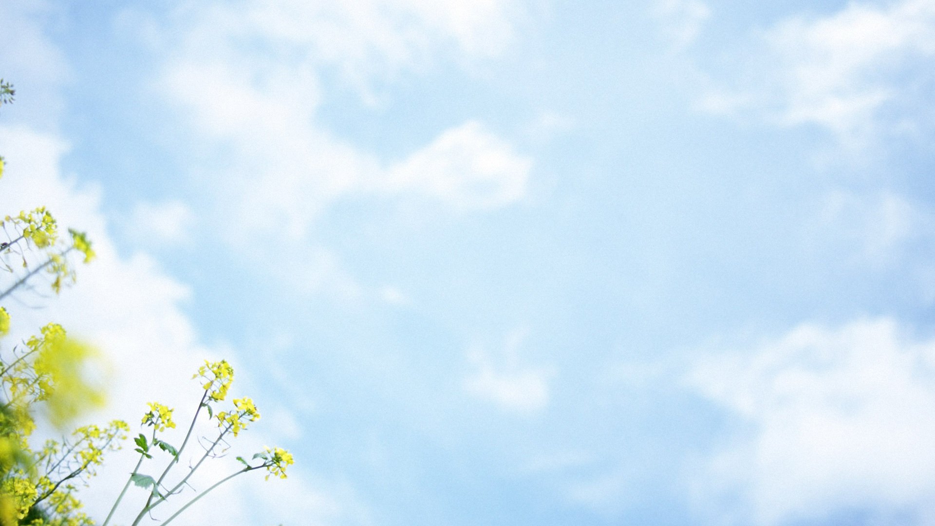 小清新,清新淡雅,儿童桌面专用