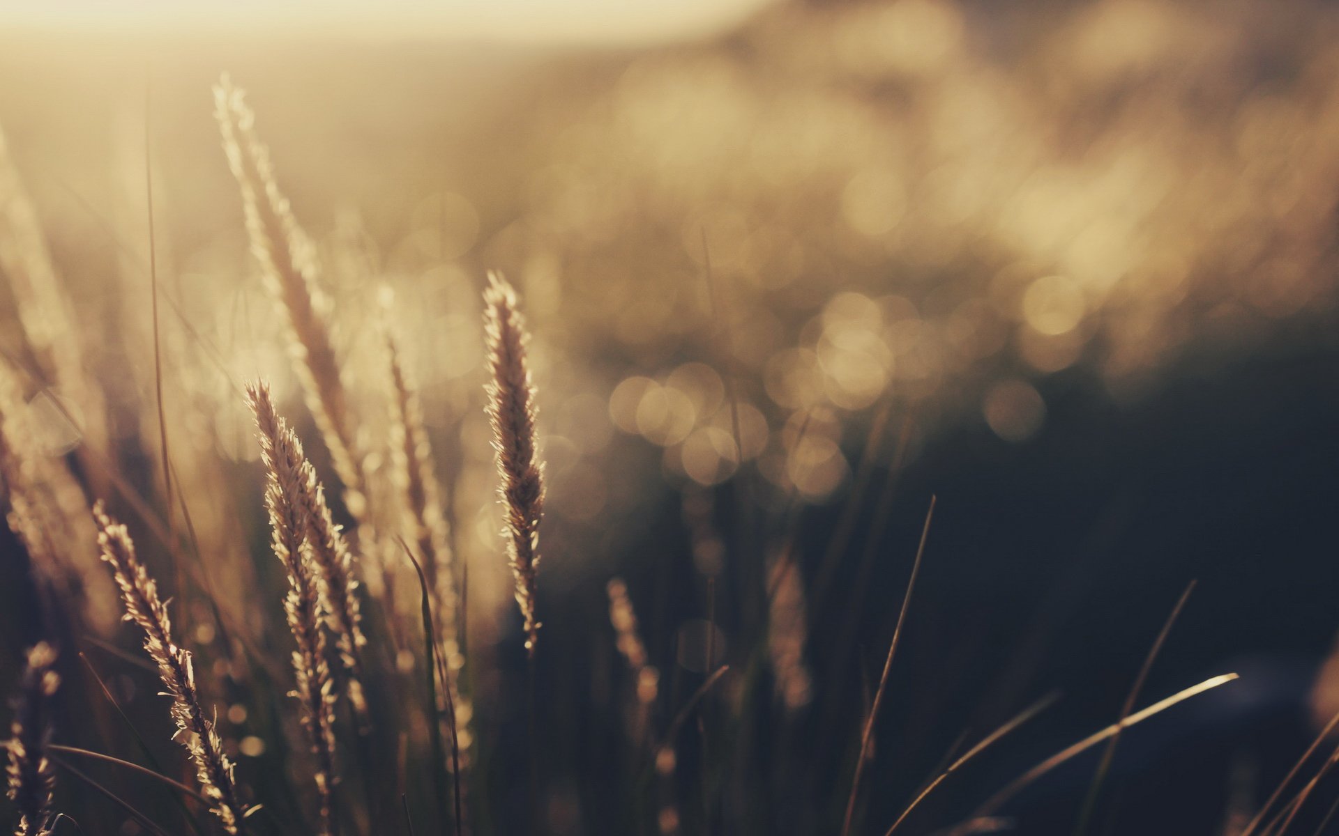 小清新,清新淡雅