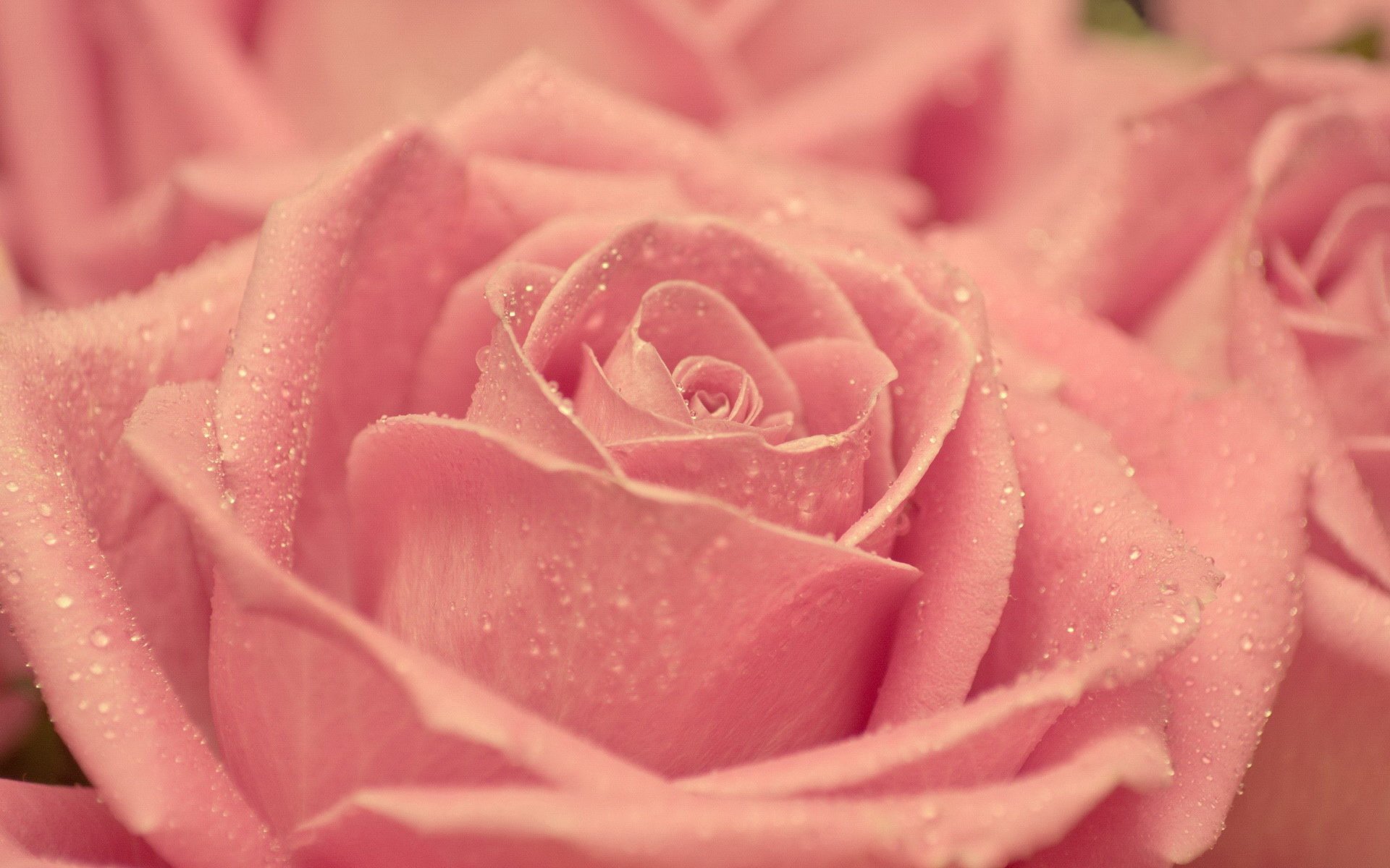 小清新,清新淡雅,儿童桌面专用