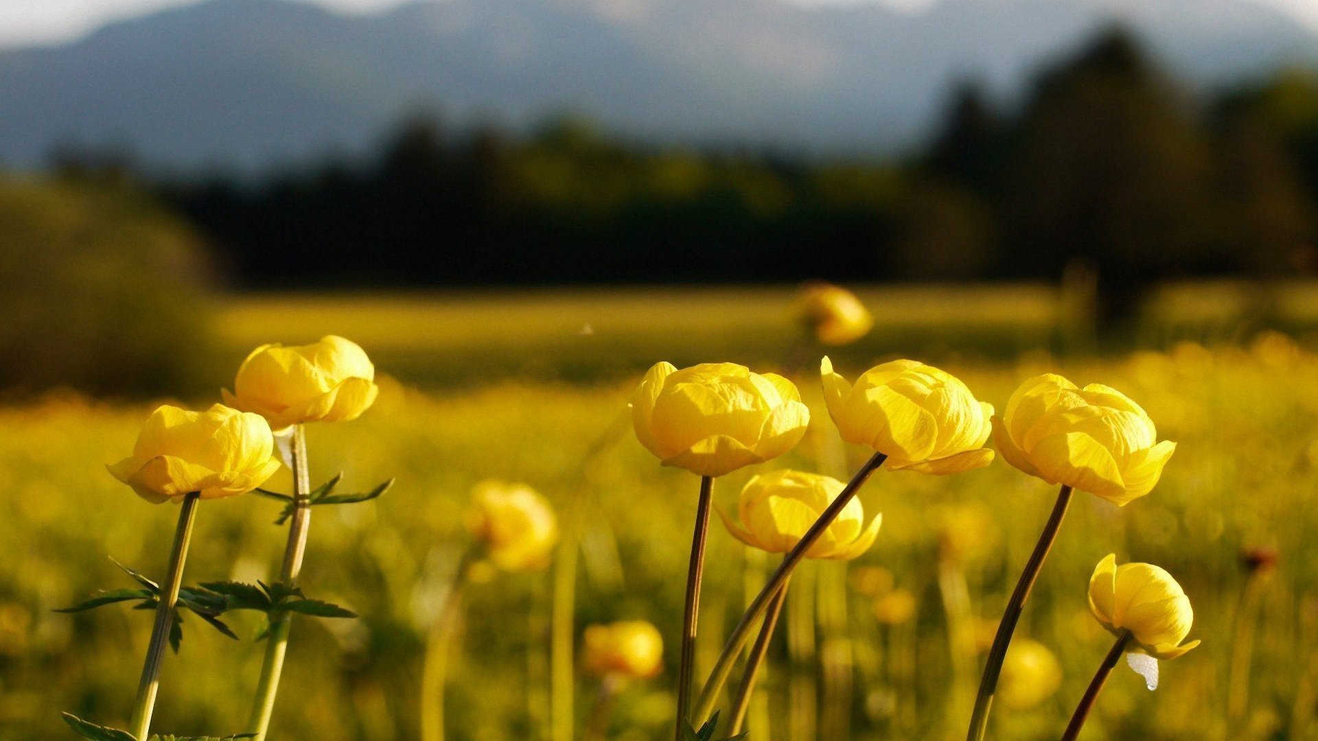 小清新,清新淡雅,儿童桌面专用