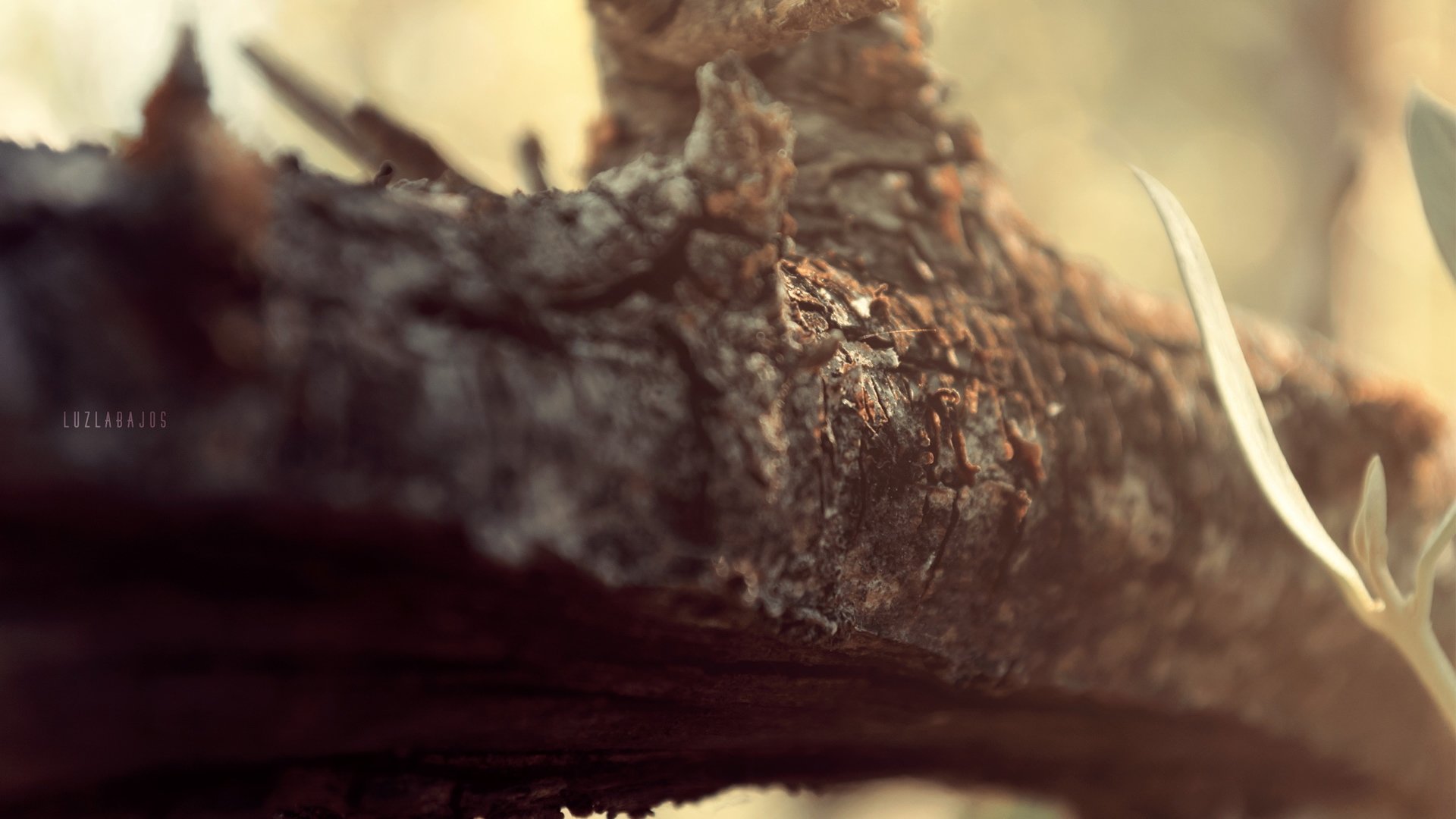 小清新,清新淡雅