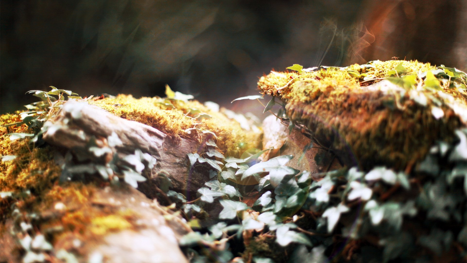 小清新,静物写真