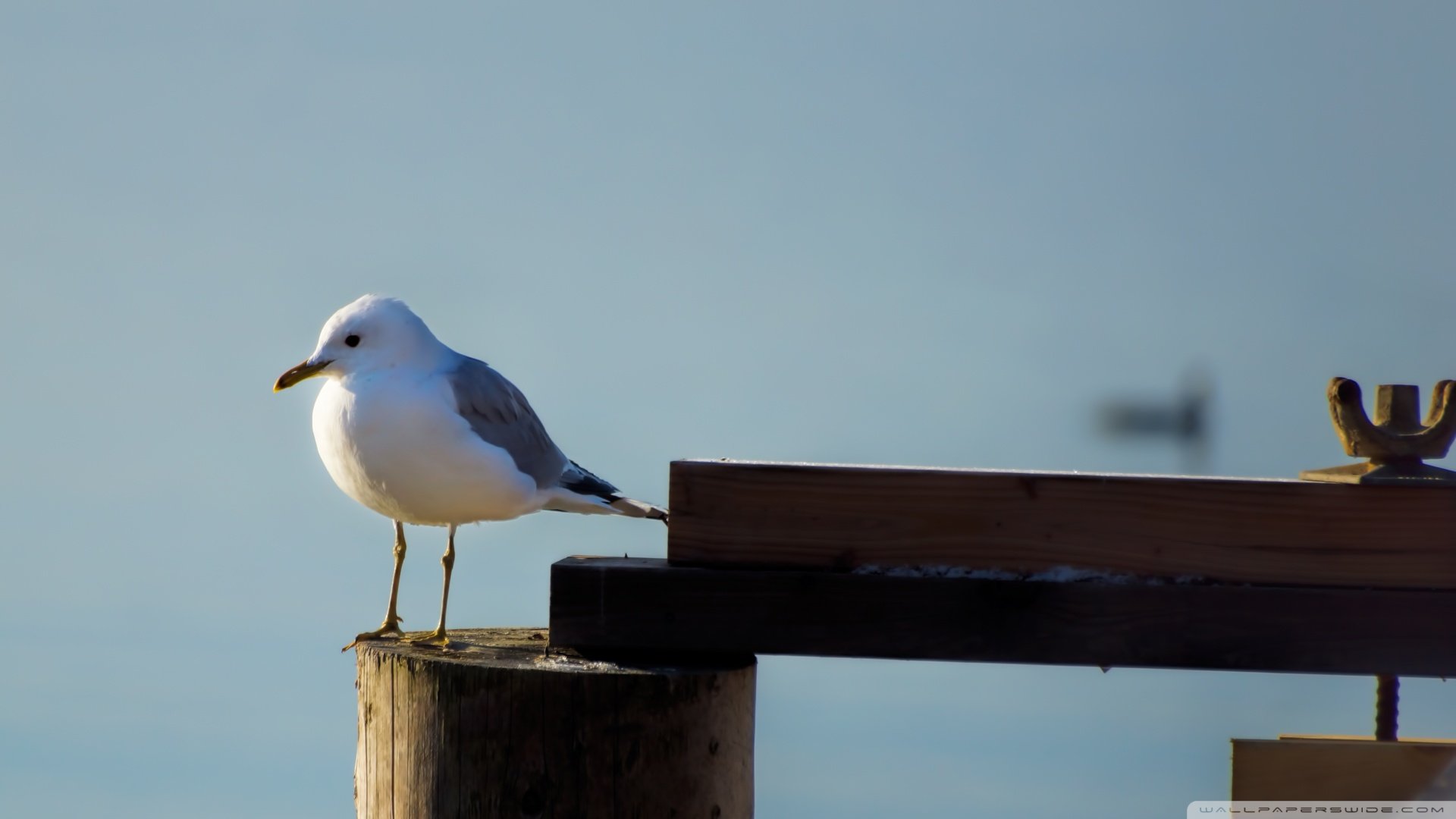 萌宠,鸟,儿童桌面专用