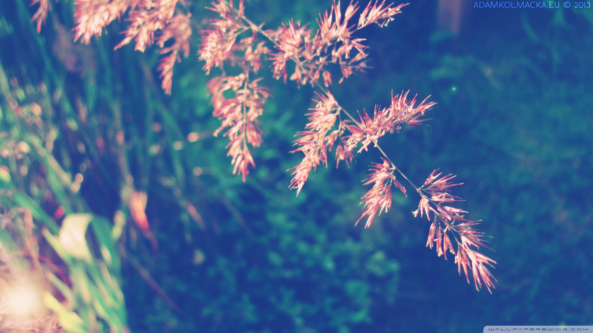 小清新,清新淡雅,儿童桌面专用