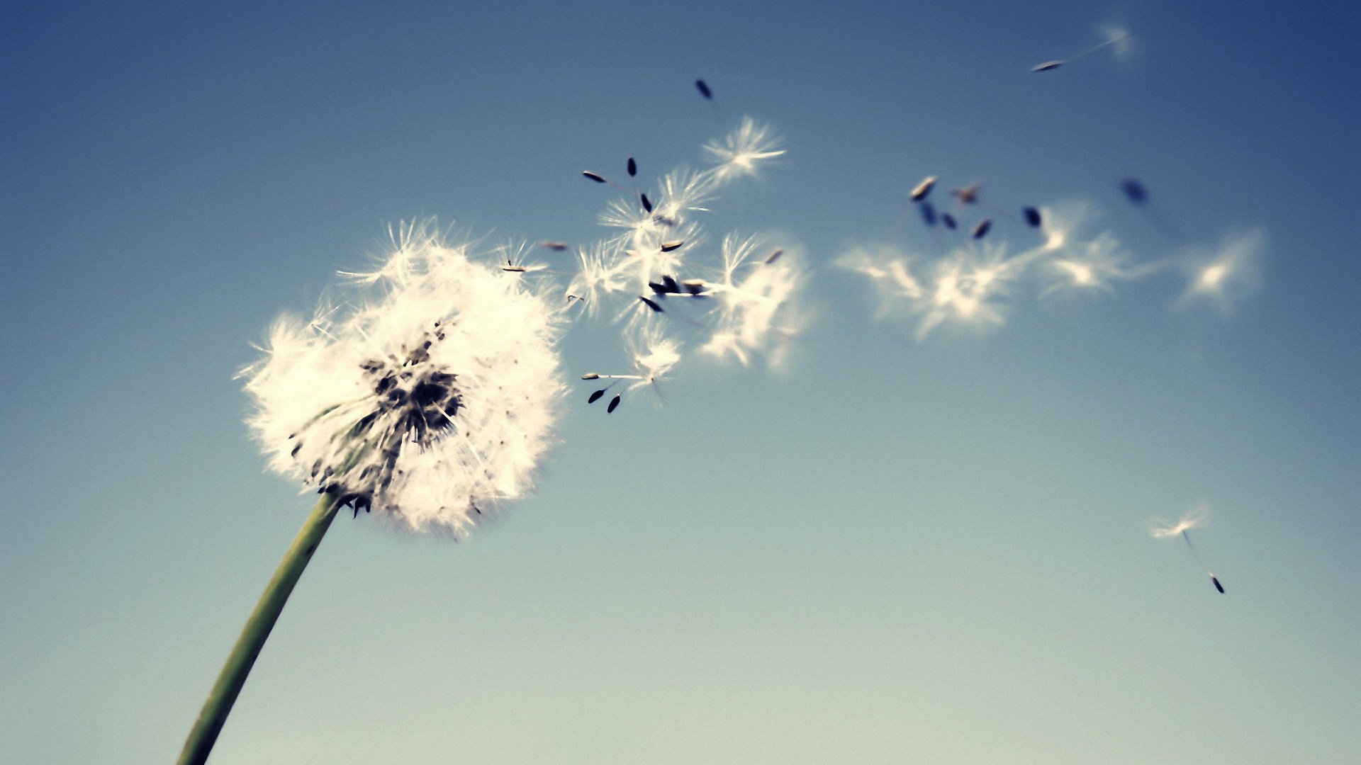 小清新,清新淡雅,儿童桌面专用