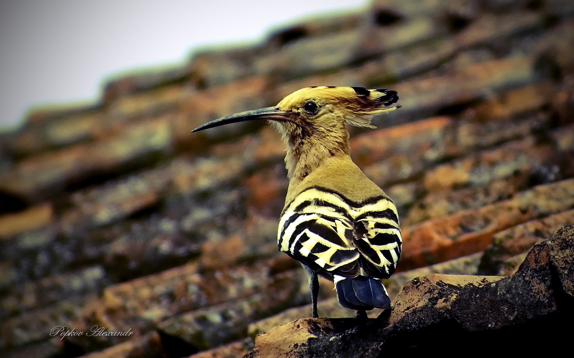 萌宠,鸟,儿童桌面专用