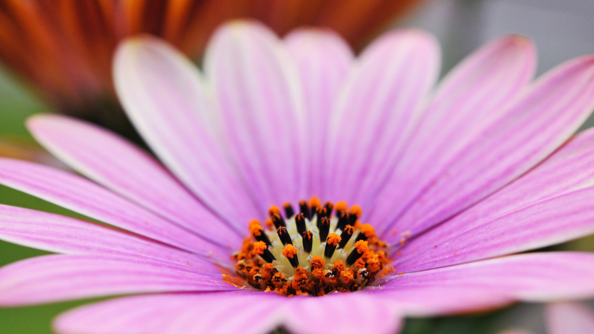 小清新,清新淡雅,儿童桌面专用