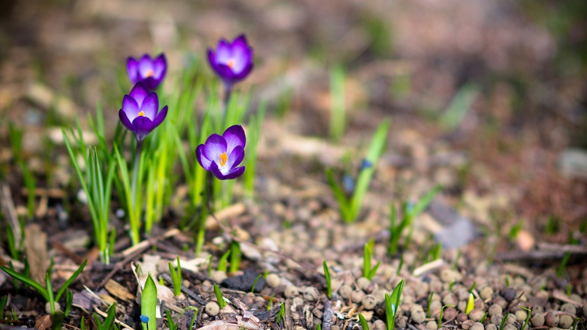 小清新,清新淡雅,儿童桌面专用