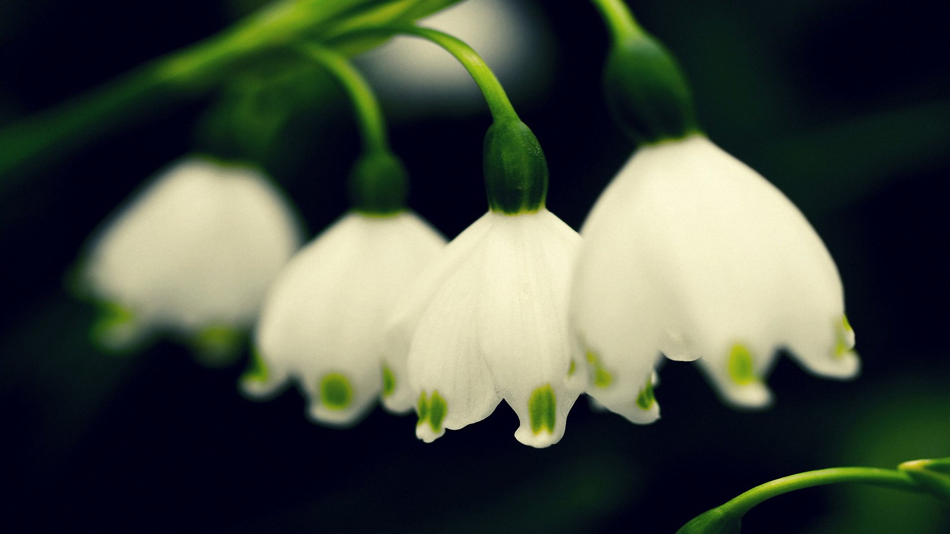 小清新,清新淡雅,儿童桌面专用