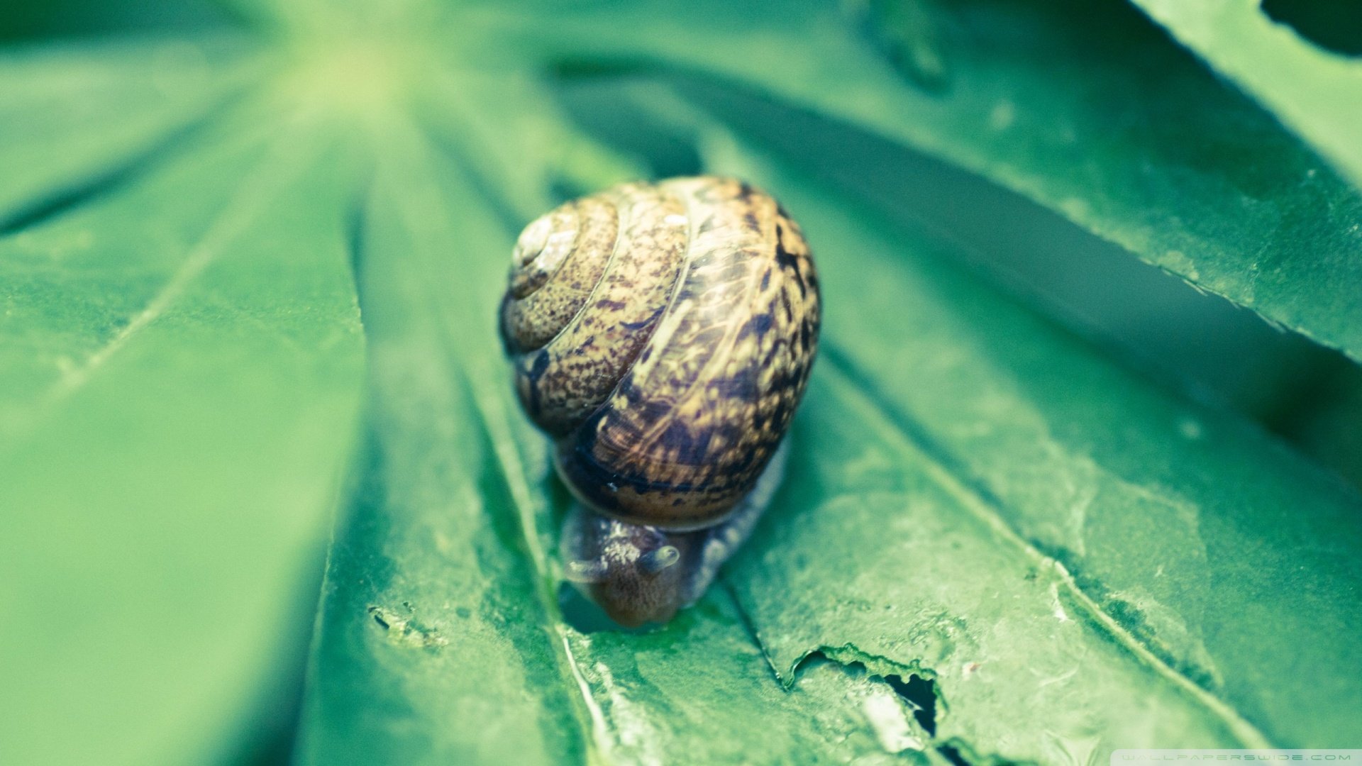 小清新,静物写真,儿童桌面专用