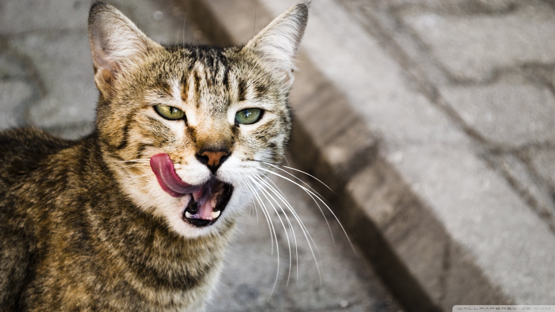 萌宠,喵星人,儿童桌面专用