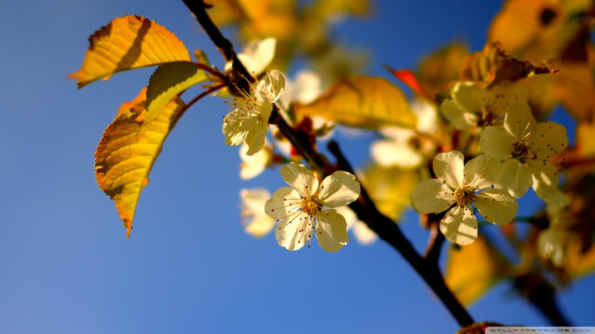 小清新,清新淡雅,儿童桌面专用