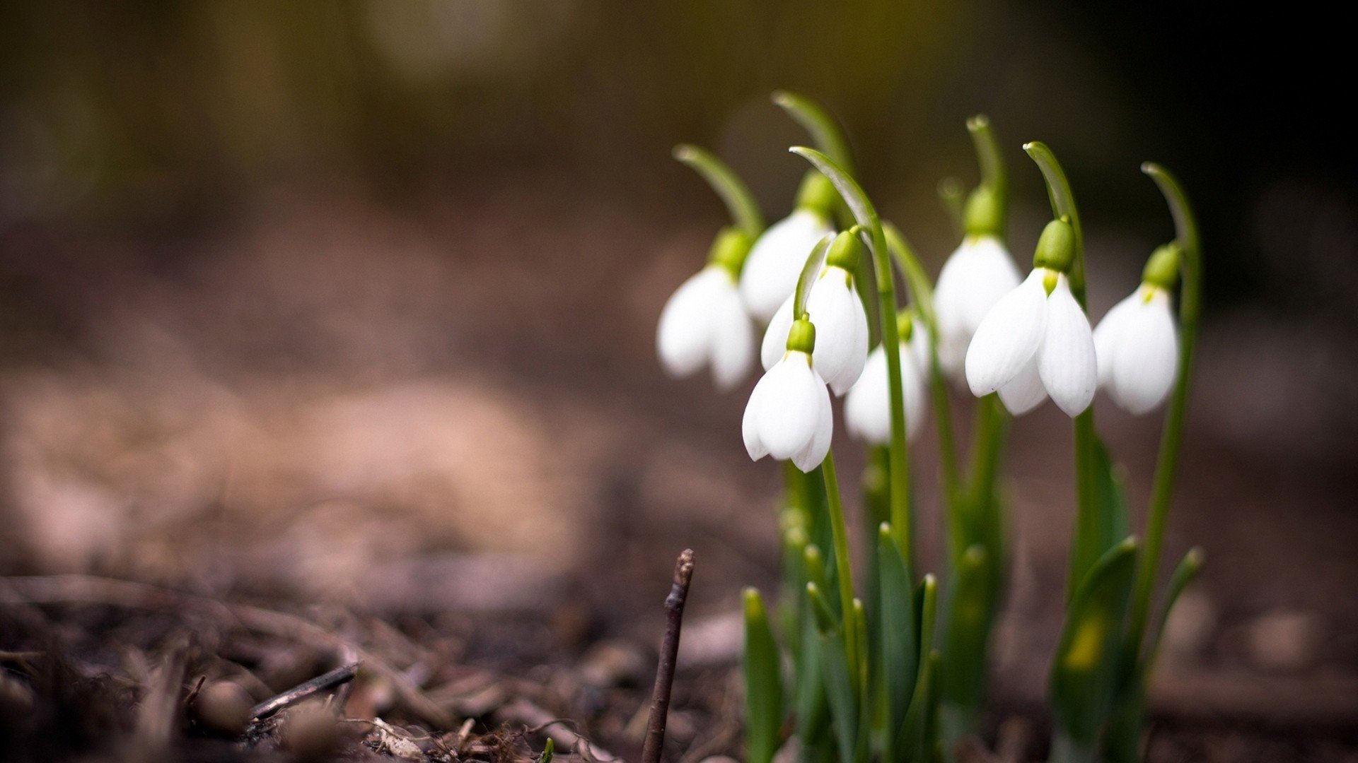 小清新,清新淡雅,儿童桌面专用