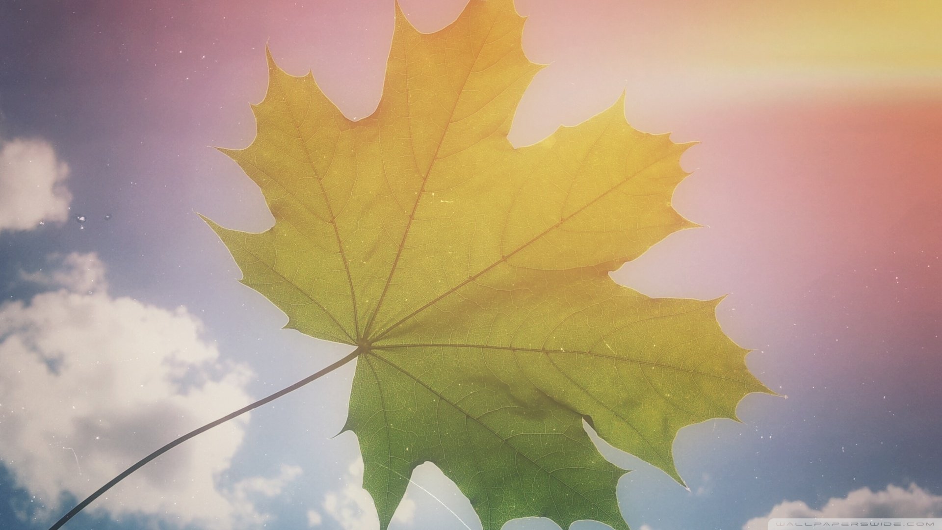 小清新,清新淡雅,儿童桌面专用