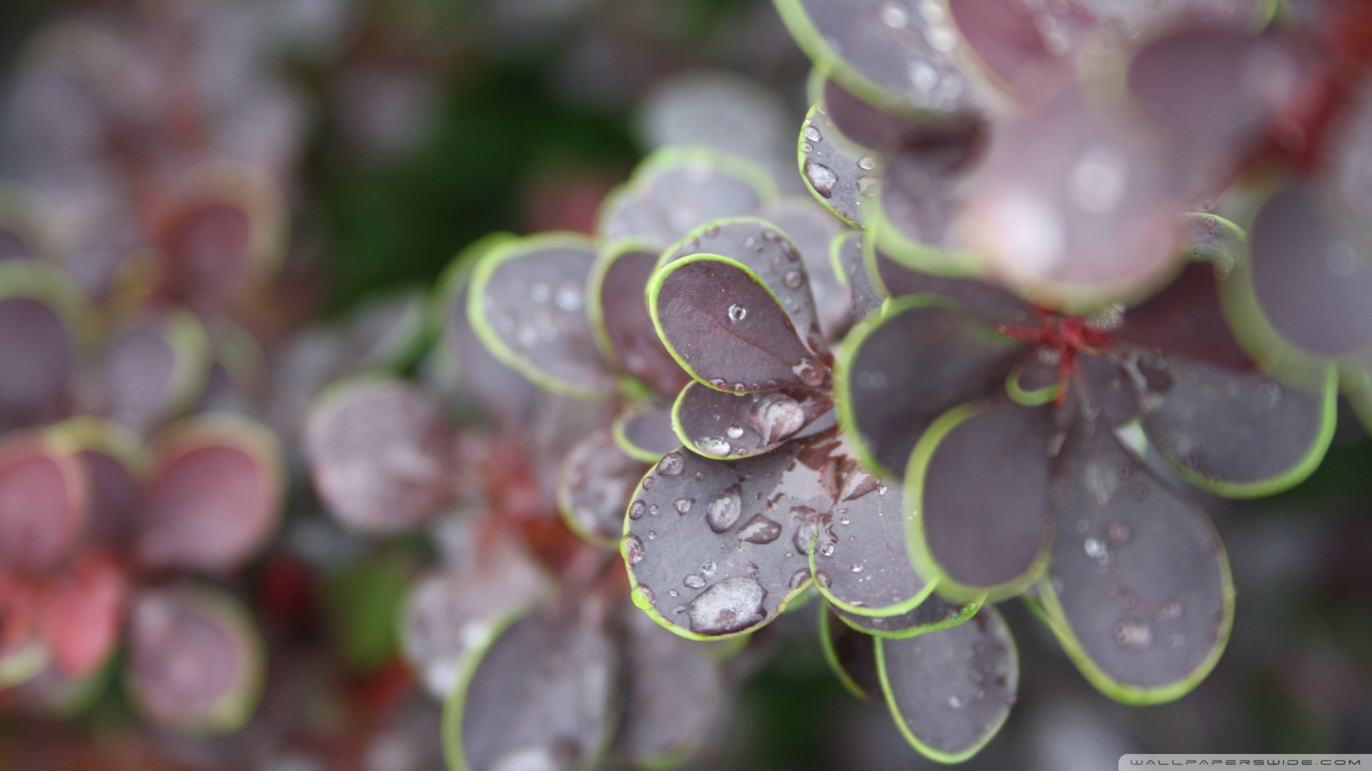 小清新,清新淡雅,儿童桌面专用