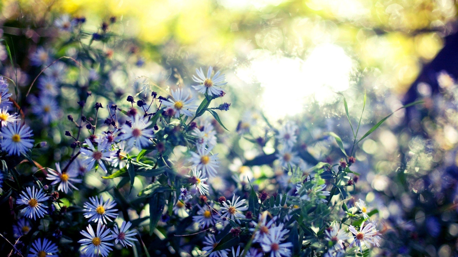 小清新,清新淡雅,儿童桌面专用