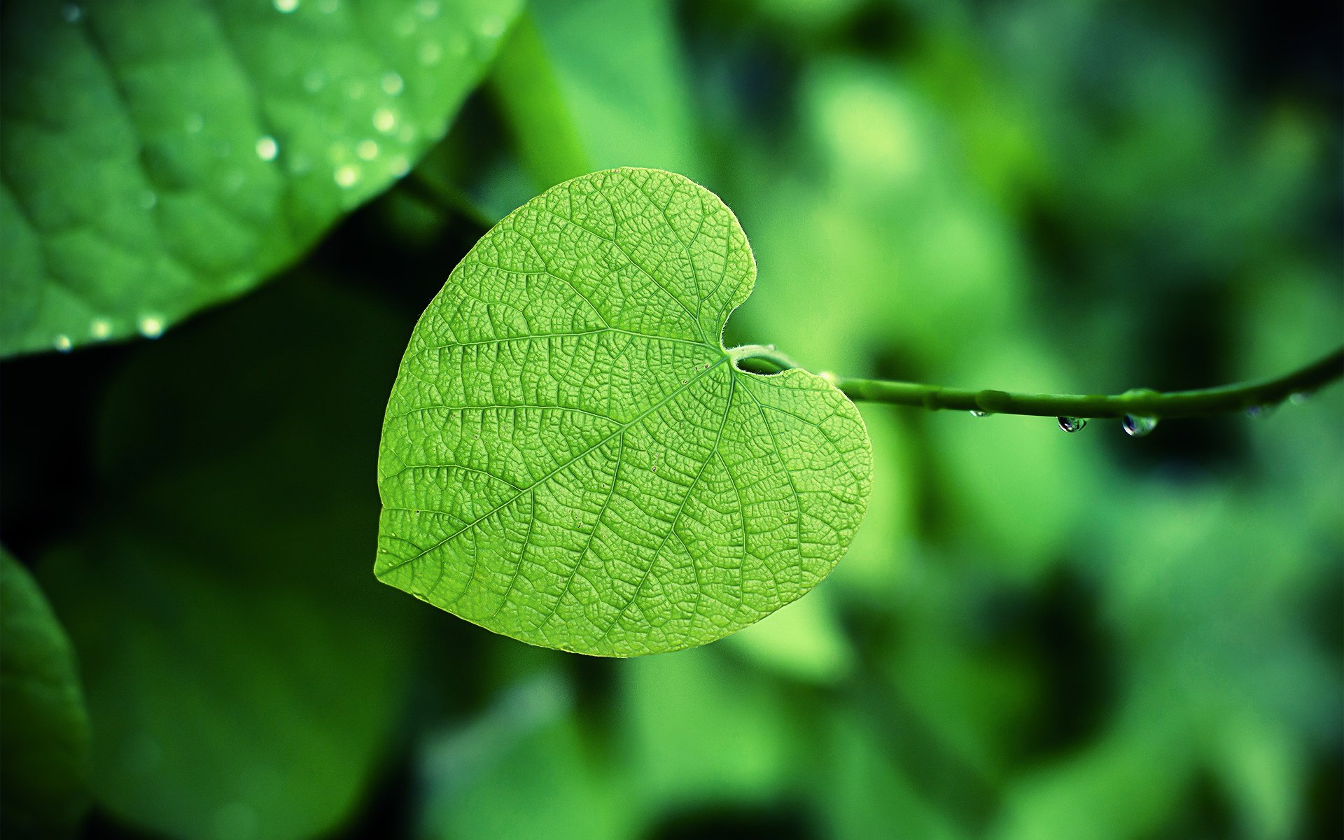 小清新,护眼壁纸,儿童桌面专用