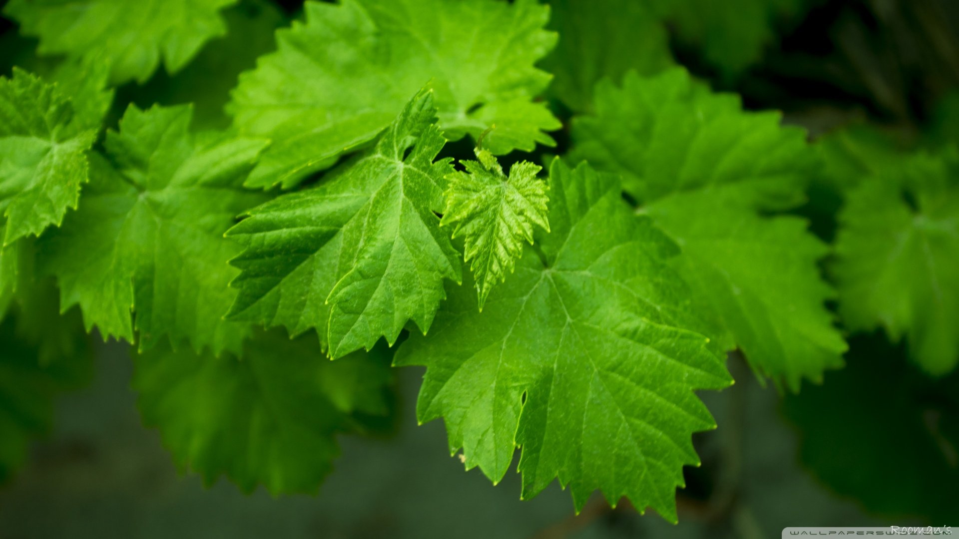 小清新,护眼壁纸,儿童桌面专用