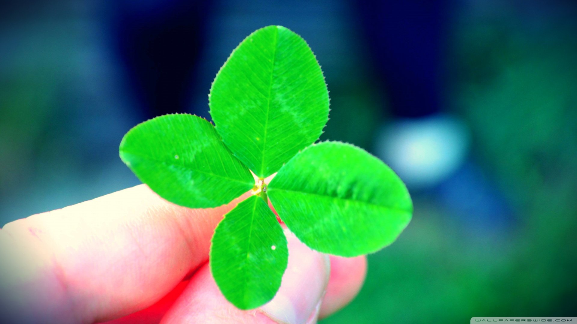 小清新,清新淡雅,儿童桌面专用