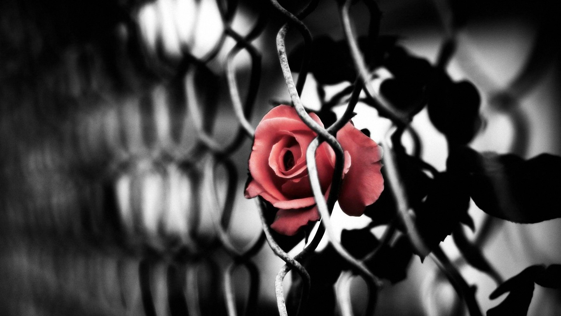 小清新,静物写真,玫瑰