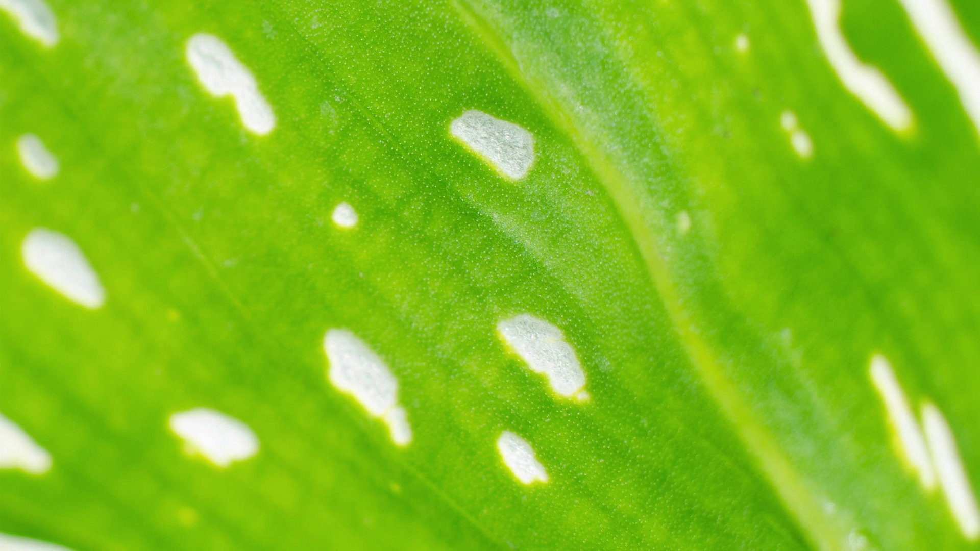 小清新,护眼壁纸,儿童桌面专用