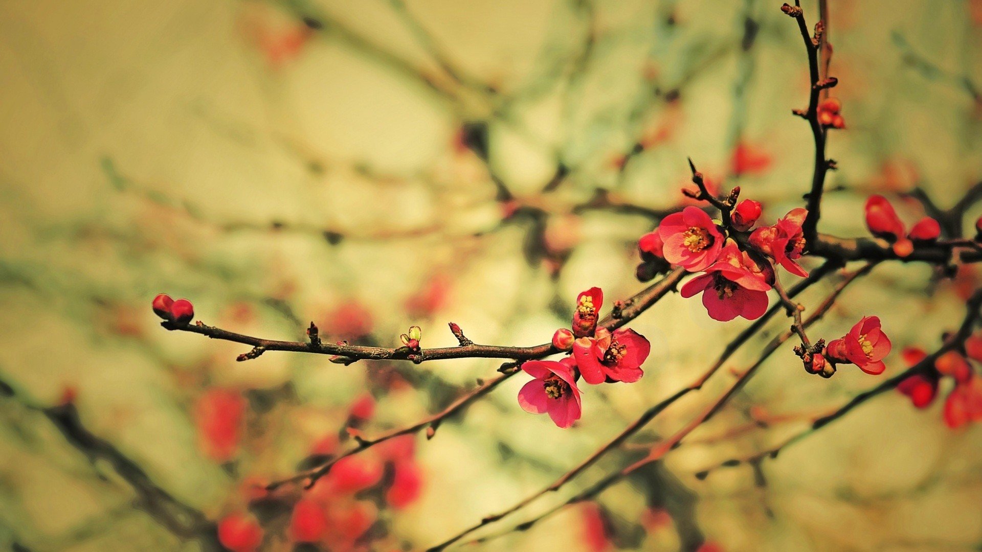 小清新,清新淡雅,儿童桌面专用