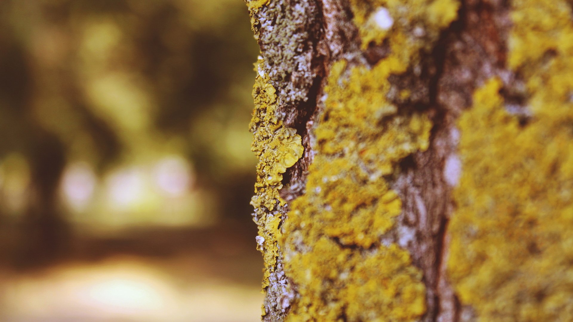 小清新,静物写真,儿童桌面专用