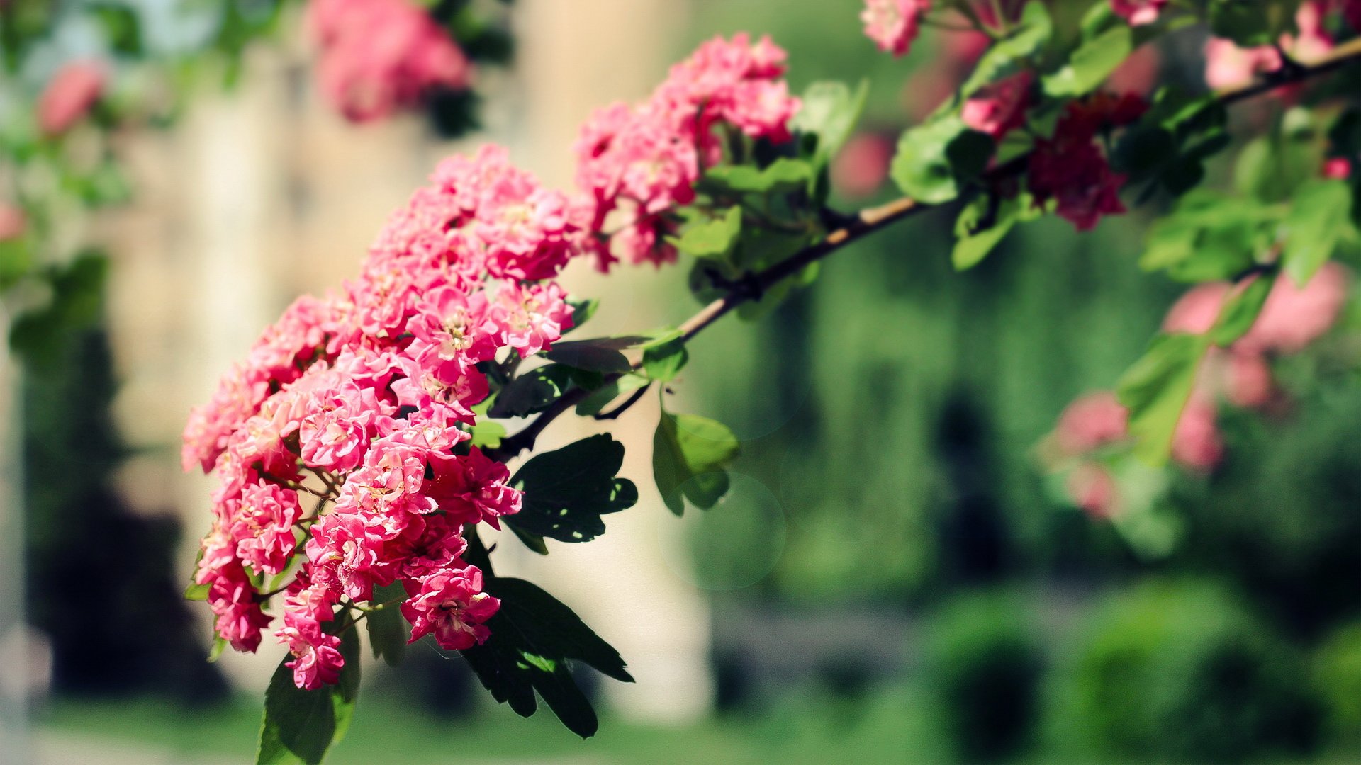 小清新,清新淡雅,儿童桌面专用