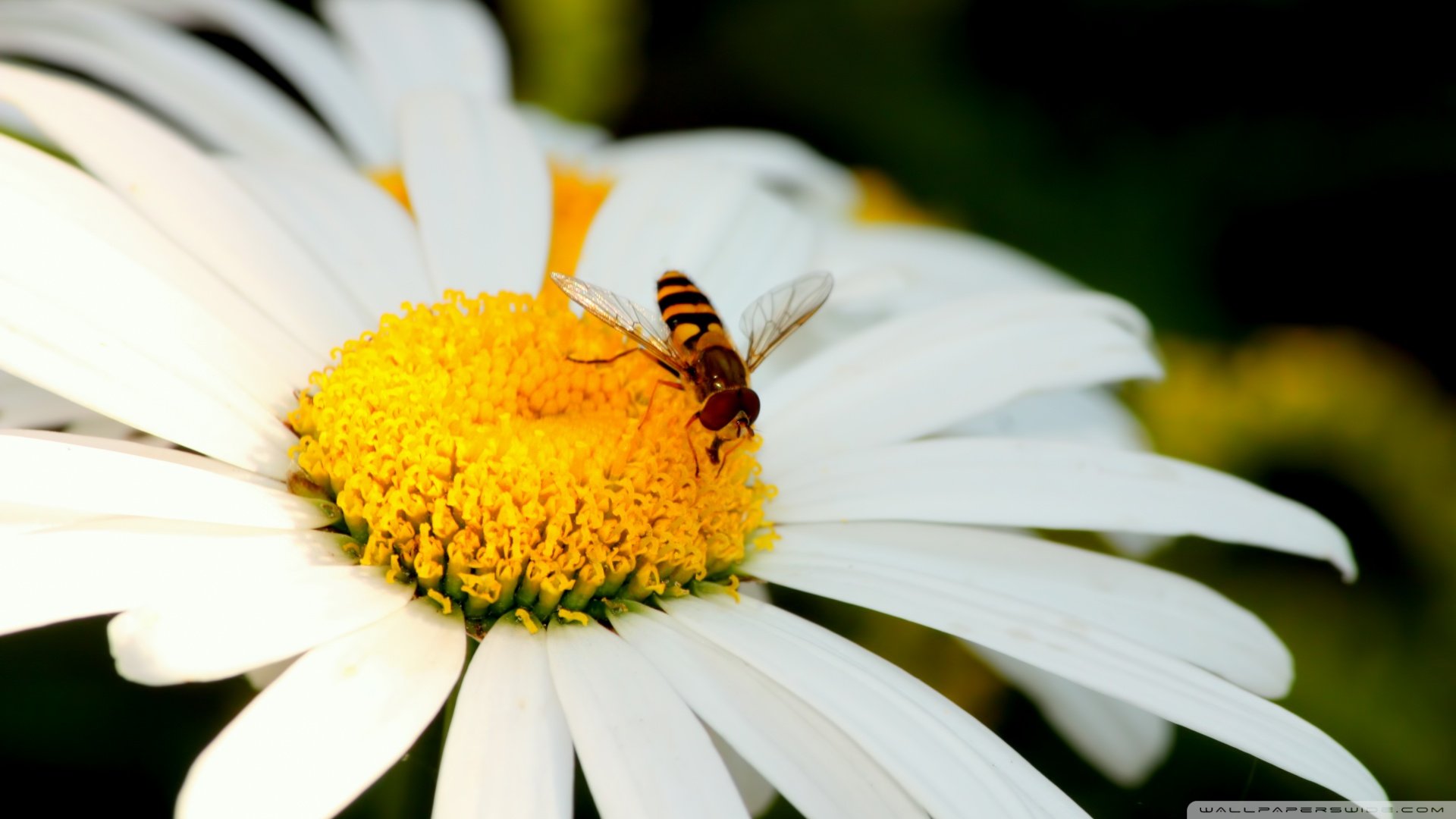 小清新,娇艳欲滴,儿童桌面专用