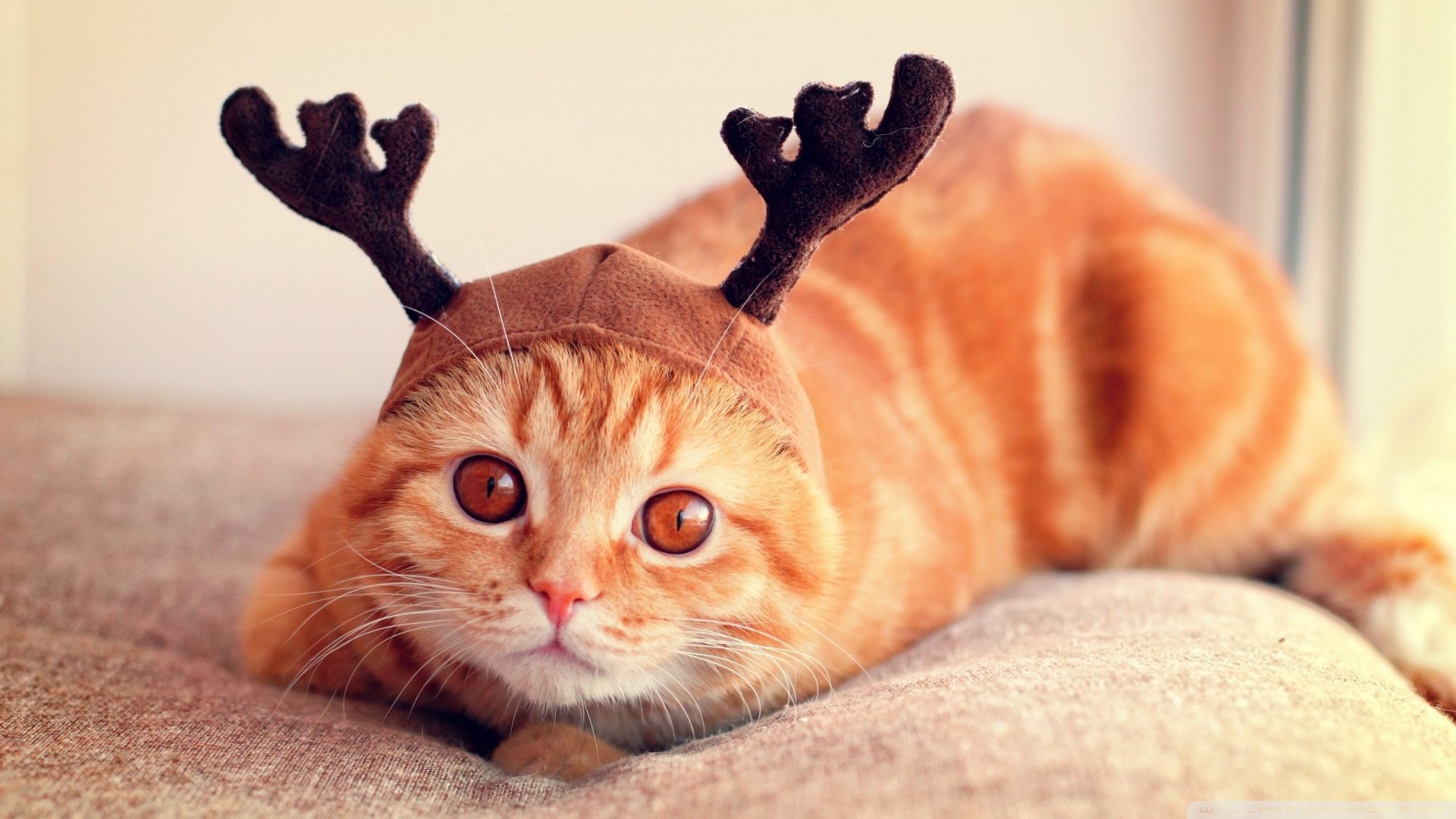 萌宠,喵星人,儿童桌面专用