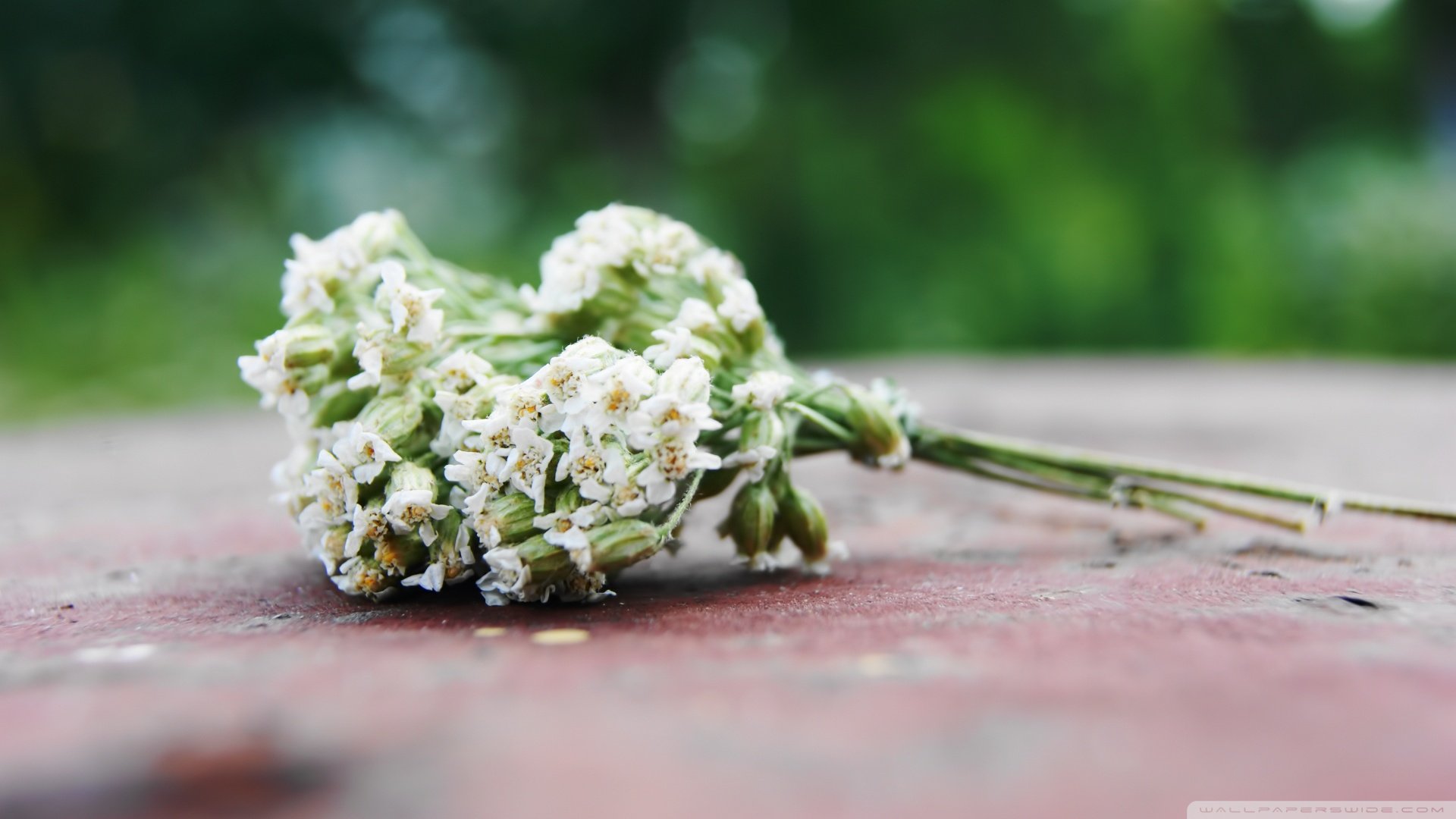 小清新,清新淡雅,儿童桌面专用