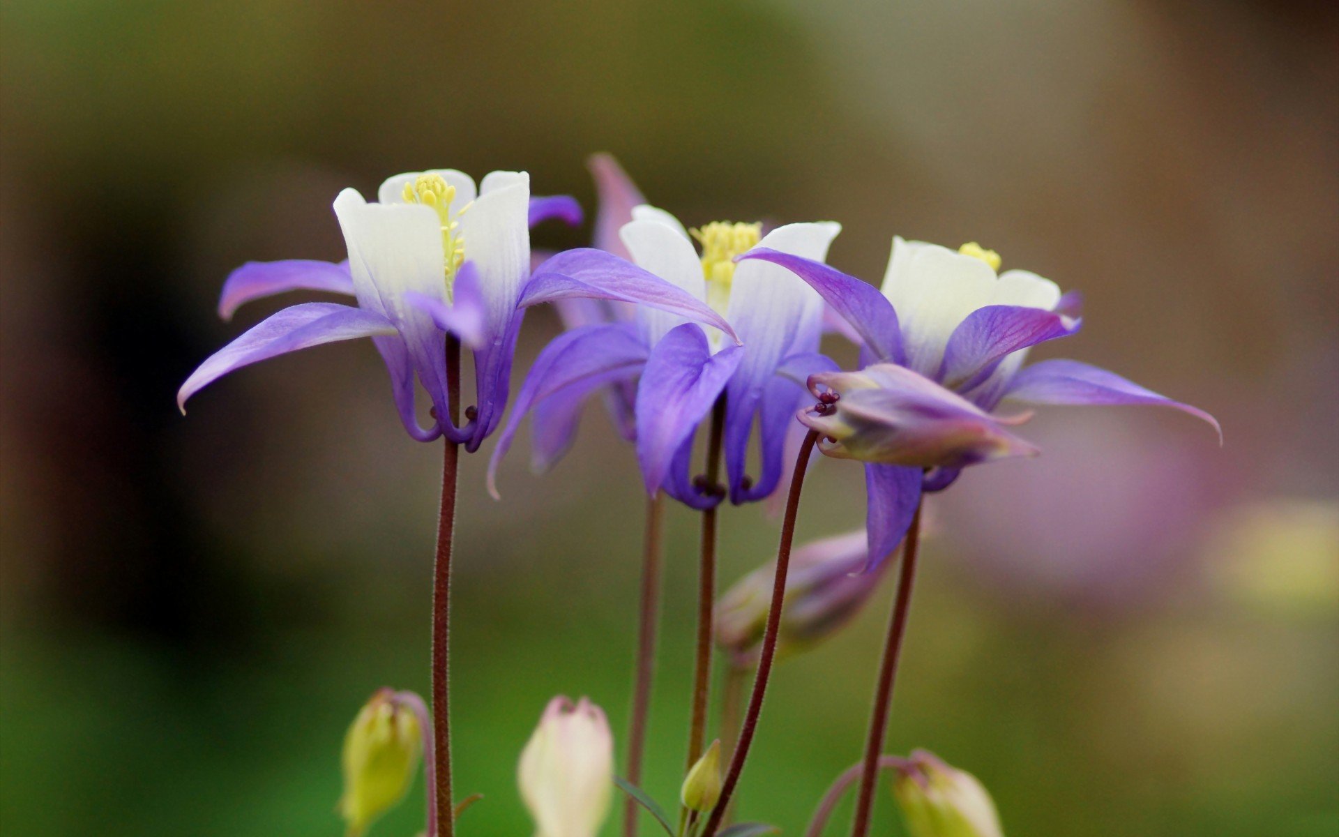 小清新,护眼壁纸,儿童桌面专用