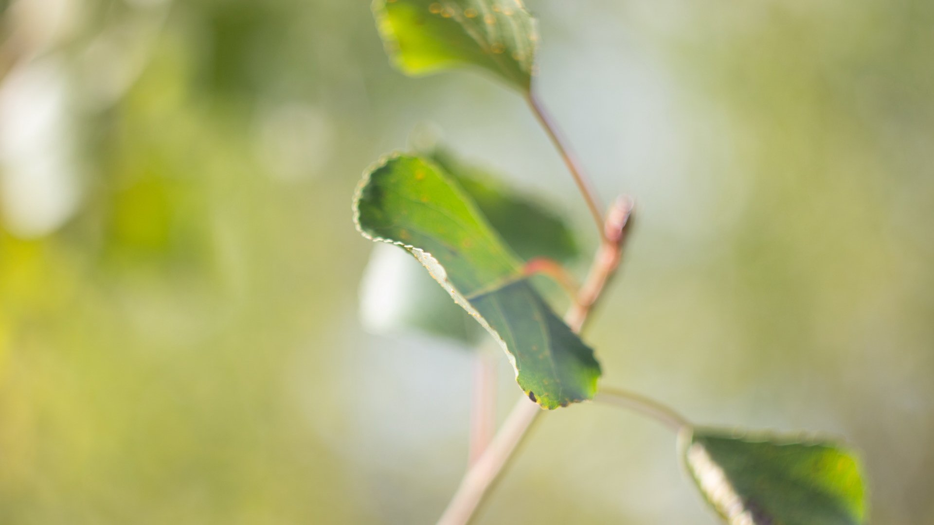 小清新,护眼壁纸,儿童桌面专用