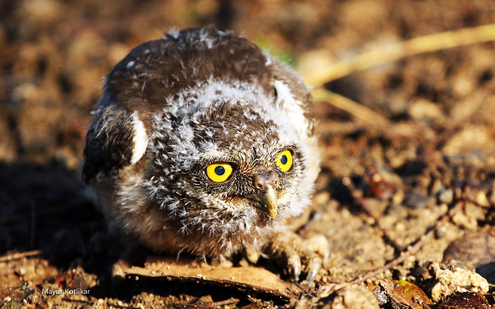 萌宠,鸟,儿童桌面专用