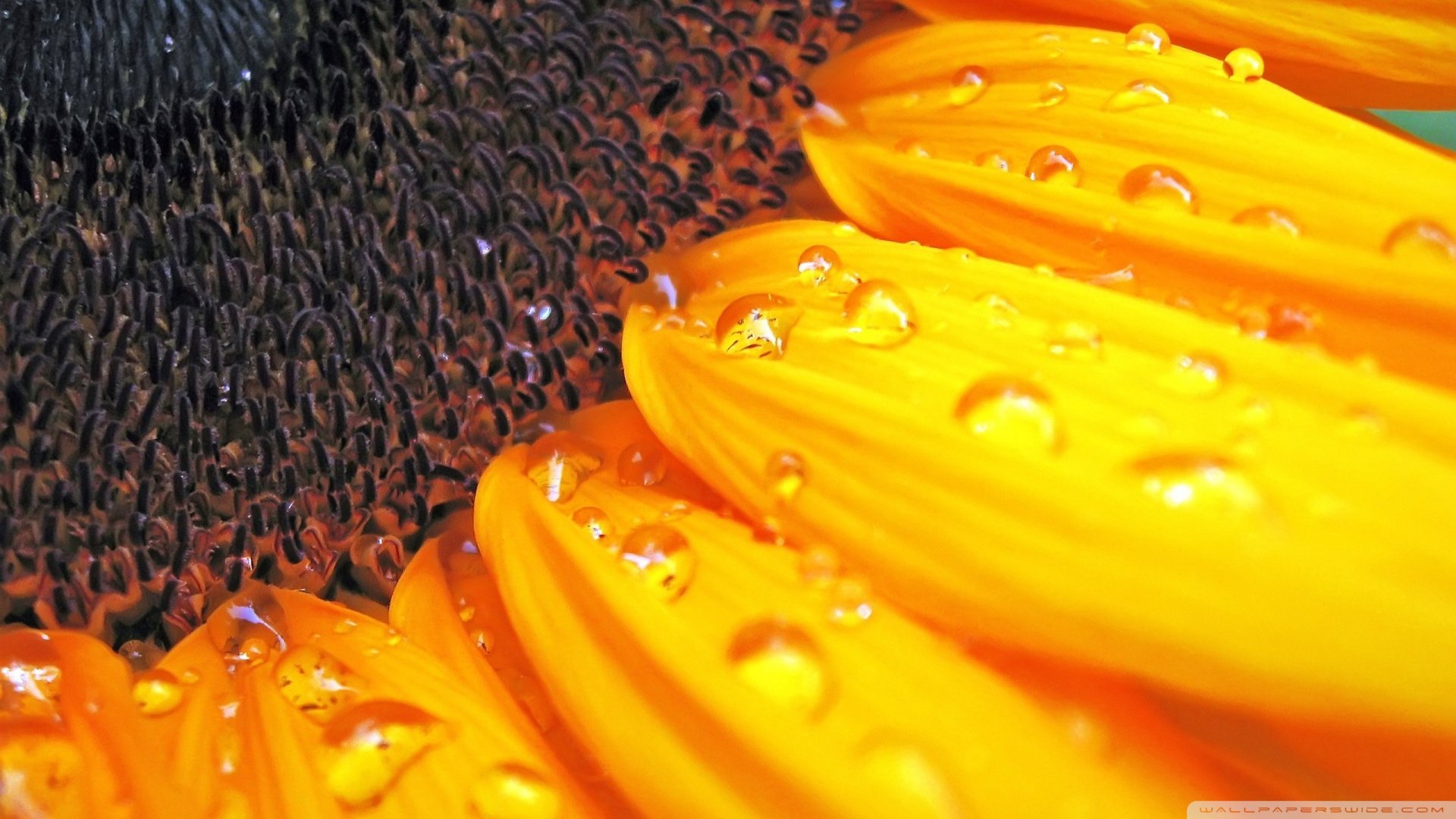 小清新,清新淡雅,儿童桌面专用