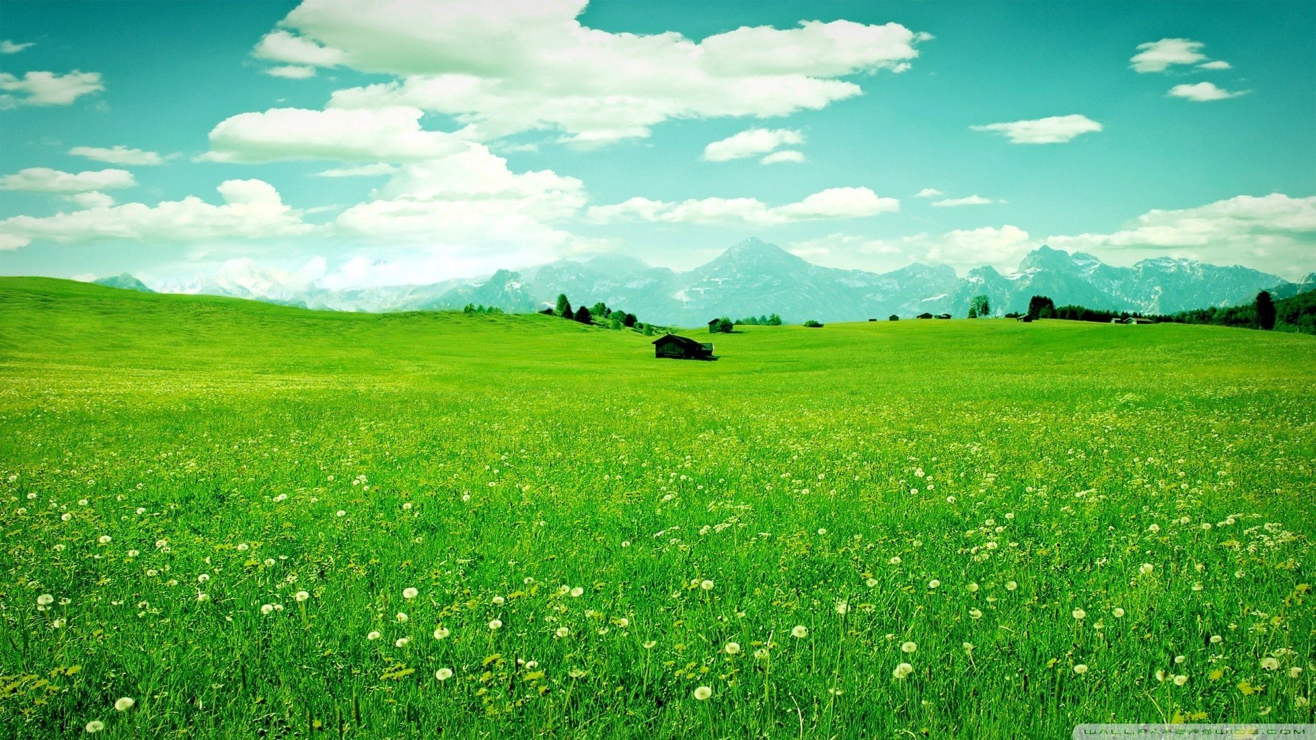 风景,碧绿草原,儿童桌面专用