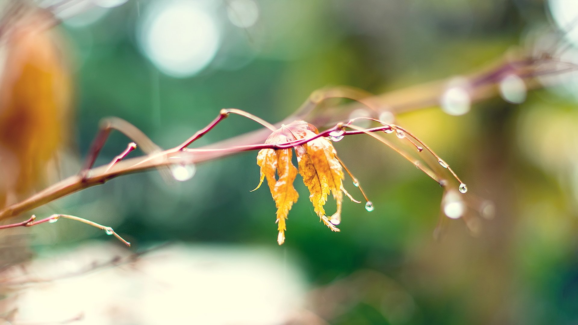 小清新,静物写真,儿童桌面专用