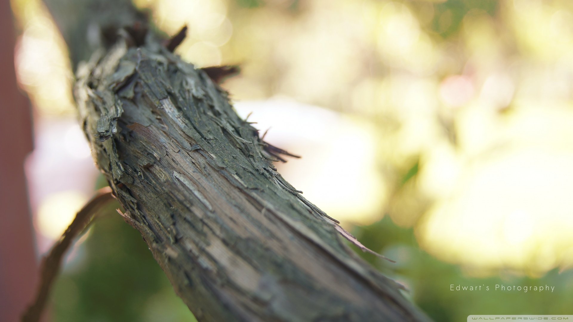 小清新,清新淡雅,儿童桌面专用