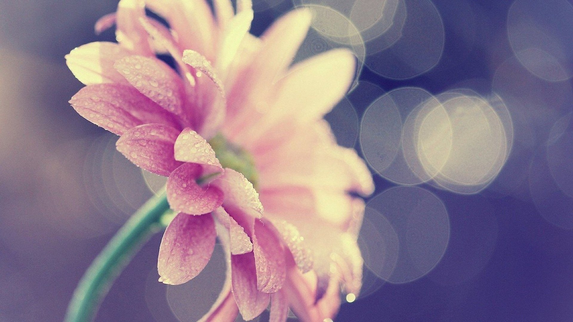 小清新,清新淡雅,儿童桌面专用