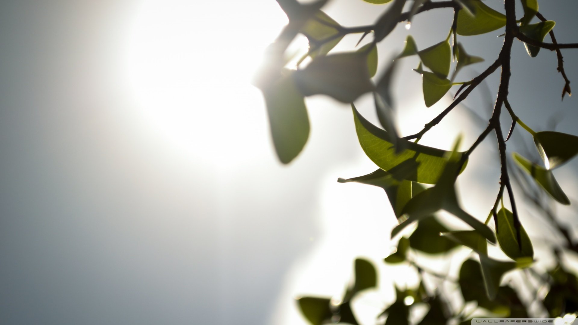 小清新,清新淡雅,儿童桌面专用