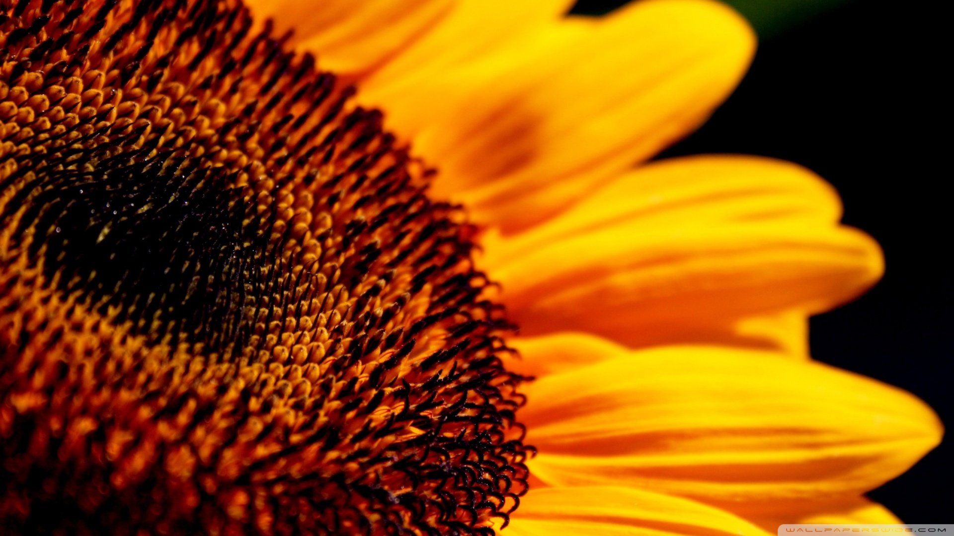 小清新,静物写真,儿童桌面专用